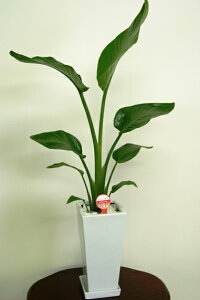 ϗtA Xg`AEI[KX^6 |60`70cmylC  ^ @l 蕨 JXj JƏj Vzj zj CeA Vv _  ȐAؔ 