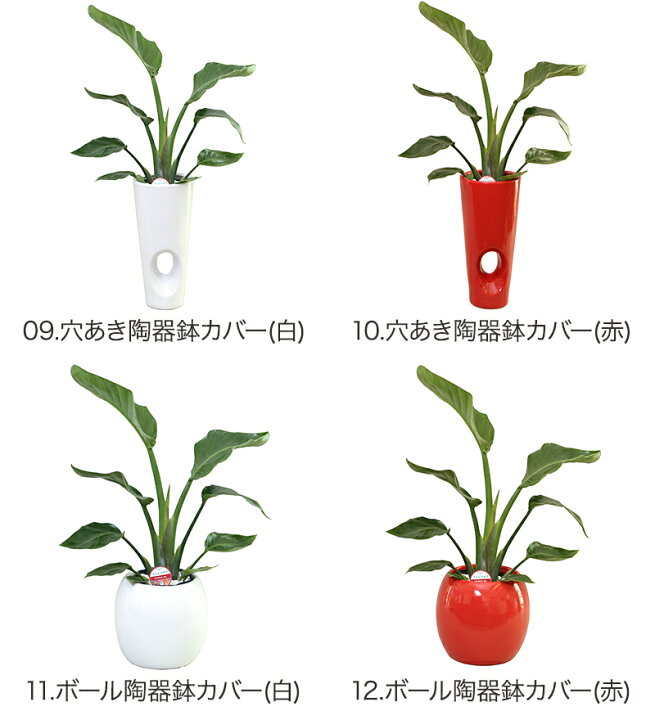 楽天市場 観葉植物 ストレリチア オーガスタ6号鉢 高さ約65cm 観葉植物 開店祝い 新築祝い 誕生日プレゼント 引越し祝い インテリア アジアン モダン スクエア おしゃれな植木鉢 送料無料 Smtb Ms 観葉植物の生産直販 幸せの花急便