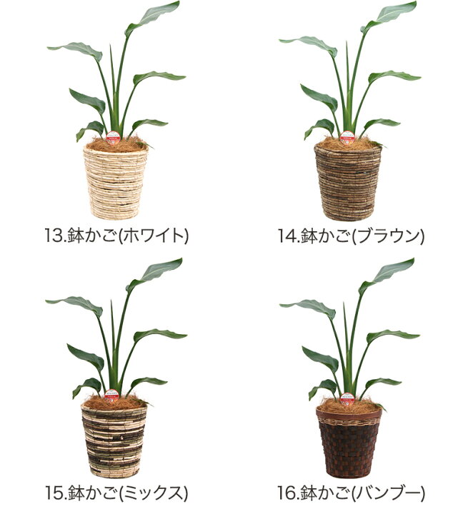 楽天市場 観葉植物 ストレリチア オーガスタ6号鉢 高さ約65cm 観葉植物 開店祝い 新築祝い 誕生日プレゼント 引越し祝い インテリア アジアン モダン スクエア おしゃれな植木鉢 送料無料 観葉植物の生産直販 幸せの花急便