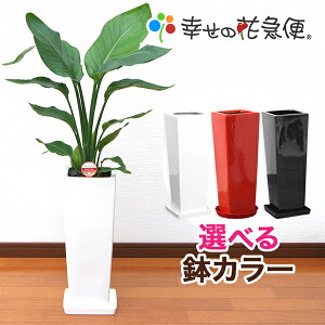 観葉植物 ストレリチア・オーガスタ7号角陶器鉢L|(白赤黒) 高さ約80cm【大型 開店祝い 新築祝い 誕生日プレゼント 引越し祝い インテリア アジアン モダン スクエア おしゃれな植木鉢 送料無料】【smtb-ms】