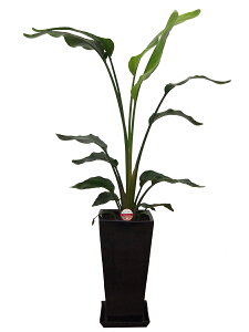 ϗtA Xg`AEI[KX^8p픫 110cm`120cmylC  ^ @l 蕨 JXj JƏj Vzj zj CeA Vv _  