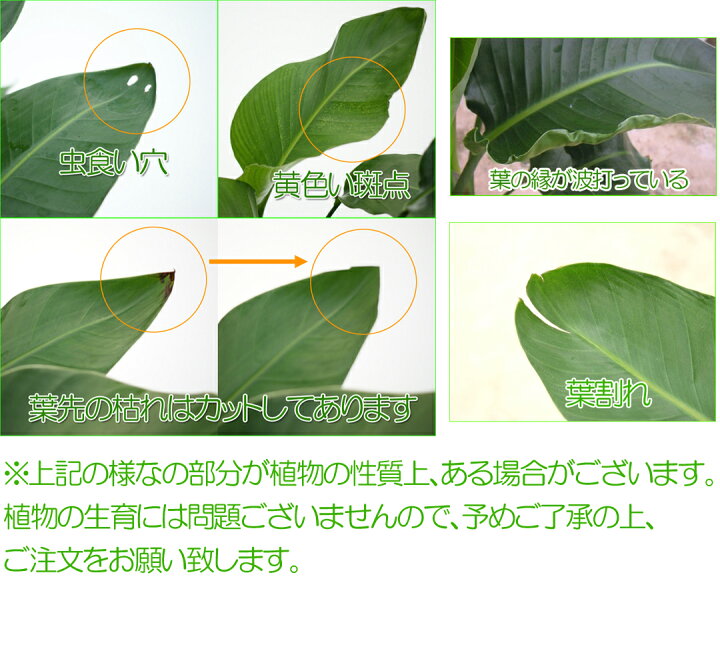 楽天市場 観葉植物 ストレリチア オーガスタ6号鉢 高さ約65cm 観葉植物 開店祝い 新築祝い 誕生日プレゼント 引越し祝い インテリア アジアン モダン スクエア おしゃれな植木鉢 送料無料 観葉植物の生産直販 幸せの花急便 楽天市場 観葉植物 ストレリチア オーガスタ6号鉢 高さ約65cm 観葉植物 開店祝い 新築祝い 誕生日プレゼント 引越し祝い インテリア アジアン モダン スクエア おしゃれな植木鉢 送料無料 観葉植物の生産直販 幸せの花急便