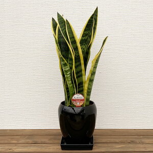 ϗtA TXxA 5 50`65cmyTZxA gmI lC  @l JXj JƏj Vzj zj CeA Vv _ ȐAؔ  ItB