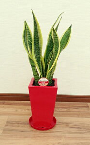 ϗtA TXxA 5 50`65cmyTZxA gmI lC  @l JXj JƏj Vzj zj CeA Vv _ ȐAؔ  ItB