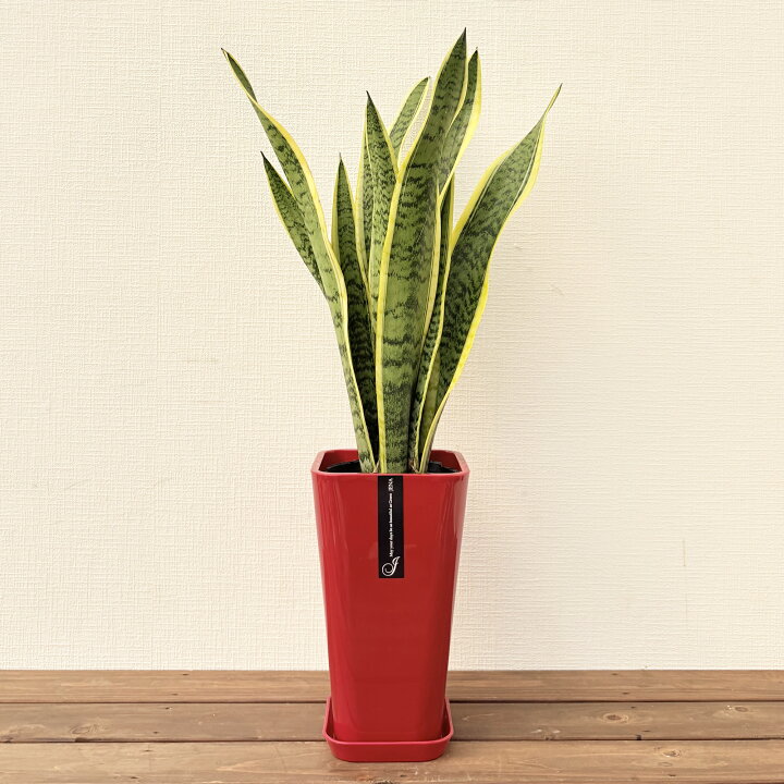 楽天市場】観葉植物 サンスベリア6号鉢 高さ約70cm【サンセベリア 