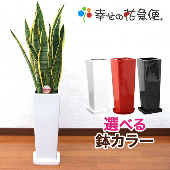楽天市場】観葉植物 サンスベリア 7号鉢 高さ約70～90cm【サンセベリア 