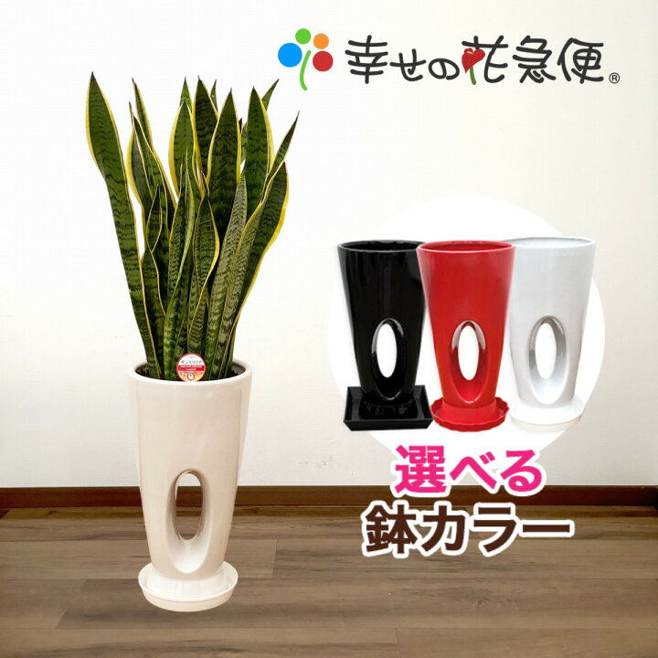 楽天市場 観葉植物 サンスベリア7号穴高陶器鉢 高さ約90cm サンセベリア トラノオ 開店祝い 新築祝い 誕生日プレゼント 引越し祝い インテリア アジアン モダン おしゃれな植木鉢 送料無料 Smtb Ms 観葉植物の生産直販 幸せの花急便