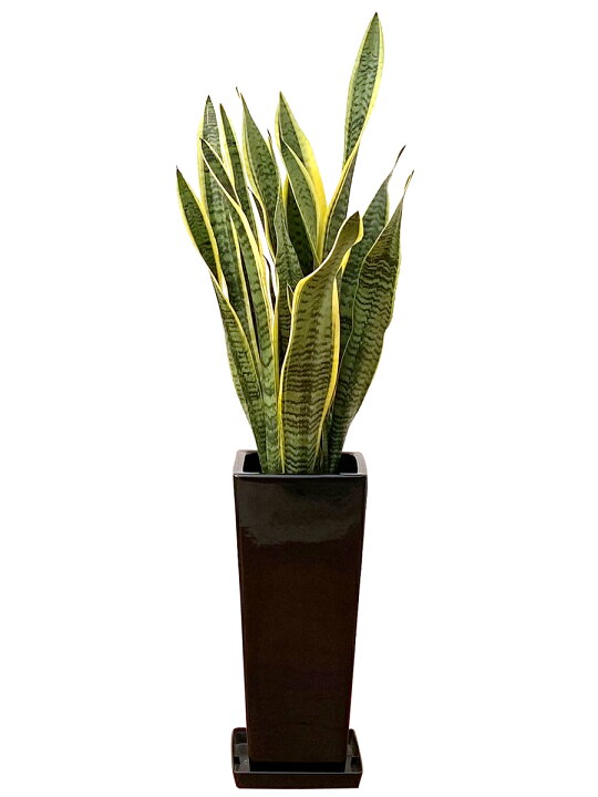 楽天市場 観葉植物 サンスベリア7号角陶器鉢スリム 白赤黒 高さ約90cm サンセベリア トラノオ 開店祝い 新築祝い 誕生日プレゼント 引越し祝い インテリア アジアン モダン スクエア おしゃれな植木鉢 送料無料 観葉植物の生産直販 幸せの花急便