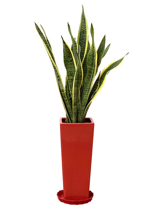 楽天市場 観葉植物 サンスベリア7号角陶器鉢スリム 白赤黒 高さ約90cm サンセベリア トラノオ 開店祝い 新築祝い 誕生日プレゼント 引越し祝い インテリア アジアン モダン スクエア おしゃれな植木鉢 送料無料 Smtb Ms 観葉植物の生産直販 幸せの花急便