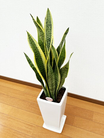 楽天市場 観葉植物 サンスベリア7号角陶器鉢スリム 白赤黒 高さ約90cm サンセベリア トラノオ 開店祝い 新築祝い 誕生日プレゼント 引越し祝い インテリア アジアン モダン スクエア おしゃれな植木鉢 送料無料 Smtb Ms 観葉植物の生産直販 幸せの花急便