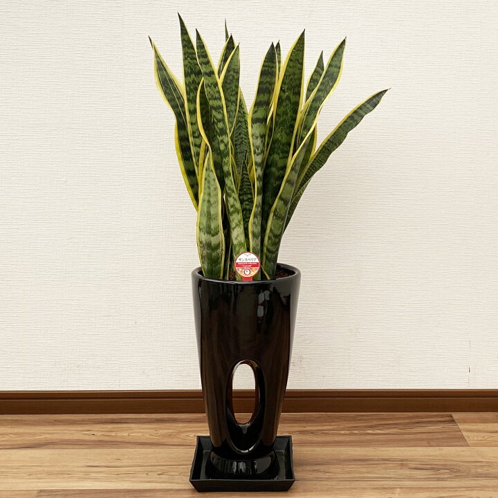 楽天市場】観葉植物 サンスベリア 7号鉢 高さ約70～90cm【サンセベリア 