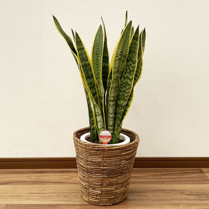 楽天市場】観葉植物 サンスベリア 7号鉢 高さ約70～90cm【サンセベリア 
