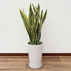 �ϗt�A�� �T���X�x���A 7���� ������70�`90cm�y�T���Z�x���A �g���m�I �l�C ��^ �@�l �J�X�j�� �J�Əj�� �V�z�j�� ���z���j�� �C���e���A �V���v�� ���_�� �������ȐA�ؔ� �������� �I�t�B