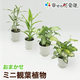 ミニ観葉植物【同梱用】1鉢700円※鉢・土のみとの同梱不可