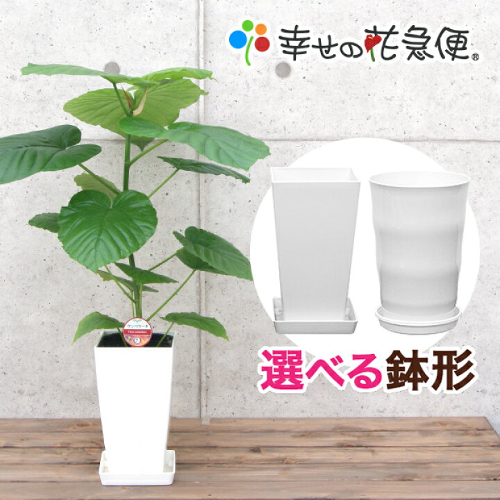 楽天市場】観葉植物 フィカス・ウンベラータ6号鉢|高さ約60～75cm 
