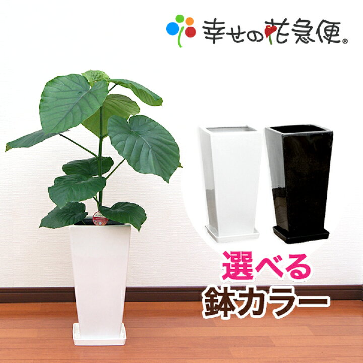 楽天市場 観葉植物 フィカス ウンベラータ7号角高陶器鉢 高さ約90cm 大型 開店祝い 新築祝い 誕生日プレゼント 引越し祝い インテリア アジアン モダン スクエア おしゃれな植木鉢 送料無料 観葉植物の生産直販 幸せの花急便
