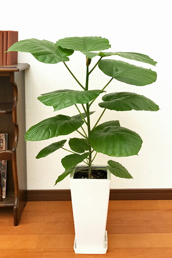 プロが選んだ初心者におすすめの観葉植物22選 育て方のコツも紹介 Roomie ルーミー