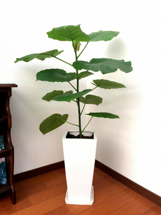 楽天市場】観葉植物 フィカス・ウンベラータ7号角高陶器鉢|高さ約90cm 