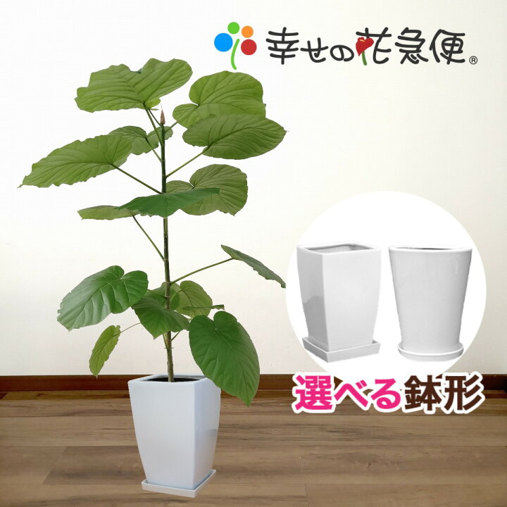 陶器鉢 ウンベラータ 鉢 おすすめ 観葉植物 フィカス・ウンベラータ 10 