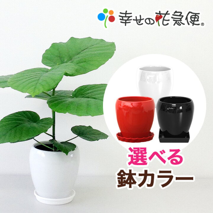 楽天市場】観葉植物 フィカス・ウンベラータ5号丸陶器鉢| 高さ約50cm 