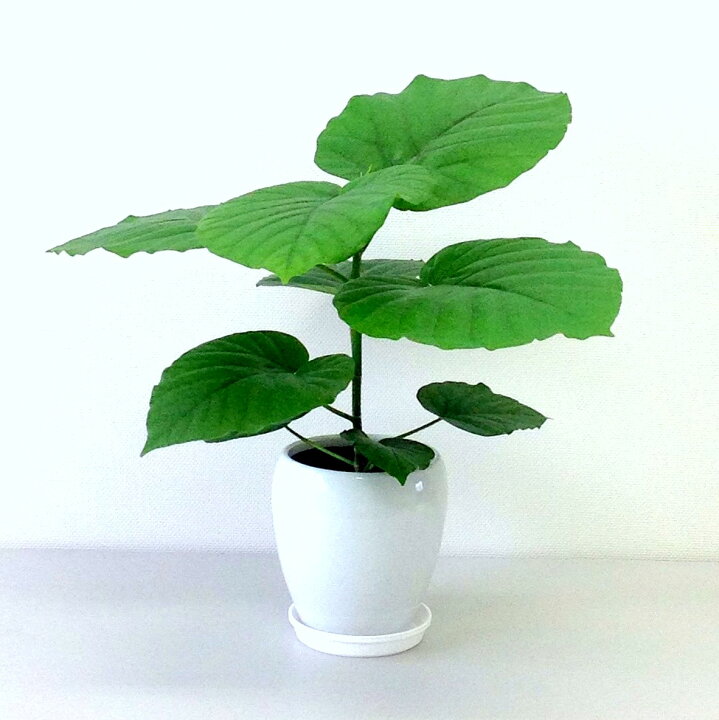 楽天市場】観葉植物 フィカス・ウンベラータ5号丸陶器鉢| 高さ約50cm 