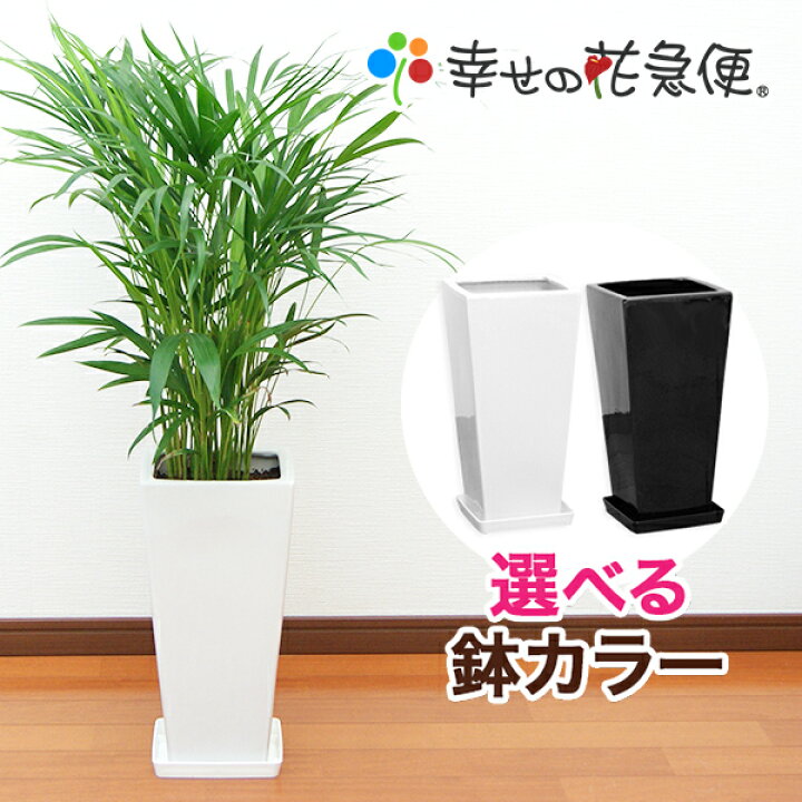 楽天市場】観葉植物 アレカヤシ7号鉢 |高さ約80～100cm【人気 おすすめ 