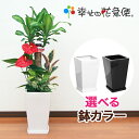観葉植物 寄せ植え 7号鉢 高さ約90～100cm【人気 おすすめ 大型 法人 贈り物 開店祝い 開業祝い 新築祝い 引越し祝い インテリア シンプル モダン 高級 おしゃれな植木鉢 送料無料 オフィス 店舗 事務所 】