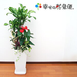 観葉植物 10号 幸福の木の人気商品 通販 価格比較 価格 Com