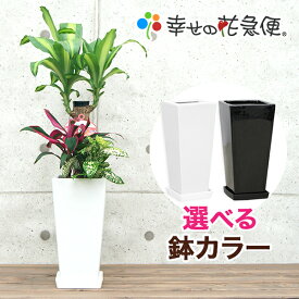 楽天市場 引越し祝い 観葉植物 花 観葉植物 花 ガーデン Diyの通販