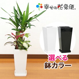 観葉植物 寄せ植え 6号鉢 高さ約65～75cm【人気 おすすめ 卓上 法人 贈り物 開店祝い 開業祝い 新築祝い 引越し祝い インテリア シンプル モダン 高級 おしゃれな植木鉢 送料無料 オフィス 店舗 事務所 】