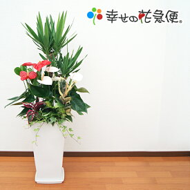 観葉植物 寄せ植え 10号高陶器鉢(紅白アンス入) 高さ約140cm【人気 おすすめ 大型 法人 贈り物 開店祝い 開業祝い 新築祝い 引越し祝い インテリア シンプル モダン 高級 おしゃれな植木鉢 送料無料 オフィス 店舗 事務所 】