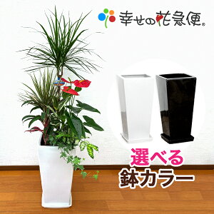アイビー 鉢 おしゃれの人気商品 通販 価格比較 価格 Com アイビー 鉢 おしゃれの人気商品 通販 価格比較 価格 Com