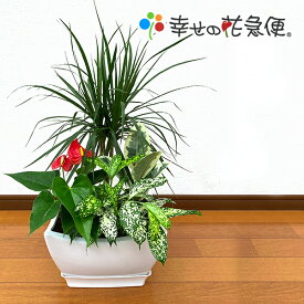 楽天市場 観葉植物 寄せ植えの通販