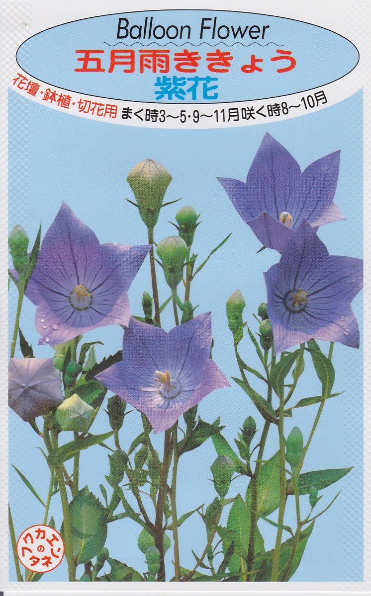 五月雨ききょう 紫花福花園種苗