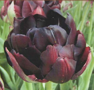 yHAz`[bvubNq[[ 3 ԉc