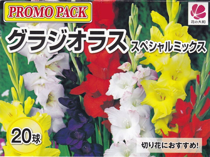 楽天市場 グラジオラス 球入スペシャルミックス花の大和 春植球根 花まるマーケット