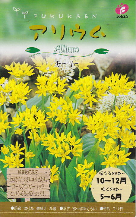 楽天市場 秋植え球根 アリウム モーリー10球 福花園種苗 花まるマーケット 楽天市場 秋植え球根 アリウム モーリー10球 福花園種苗 花まるマーケット