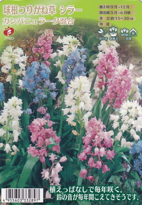 楽天市場 球根つりがね草 シラーカンパニュラータ 混合 5球 秋植え球根 福花園種苗 花まるマーケット 楽天市場 球根つりがね草 シラーカンパニュラータ 混合 5球 秋植え球根 福花園種苗 花まるマーケット