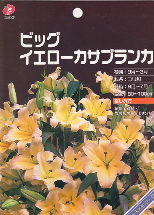 楽天市場 秋植え球根 ビッグイエローカサブランカ 1球入り 花まるマーケット