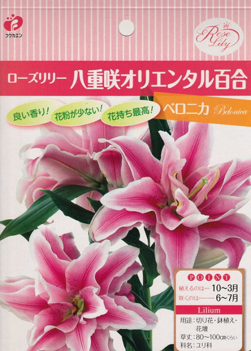 楽天市場 秋植え球根 ローズリリー八重咲きオリエンタル百合ベロニカ 花まるマーケット