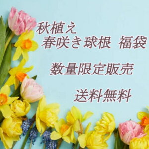 �H�A���E�t�炫���� 10��ޓ���I���܂������� ���ʌ���̔�