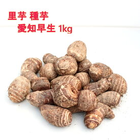 里芋 愛知早生1kg（充填時）種芋用