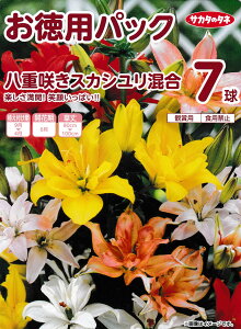 d炫XJV ppbN 7 TJ^̃^l