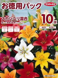 XJV ppbN 10 TJ^̃^l