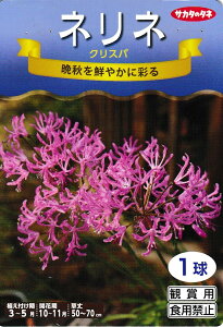 球根 ネリネの人気商品 通販 価格比較 価格 Com