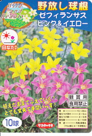 ゼフィランサス 10球入ピンク＆イエロー 春植球根サカタのタネ【野放し球根】