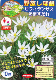 ゼフィランサス 10球入たますだれ 春植球根サカタのタネ【野放し球根】