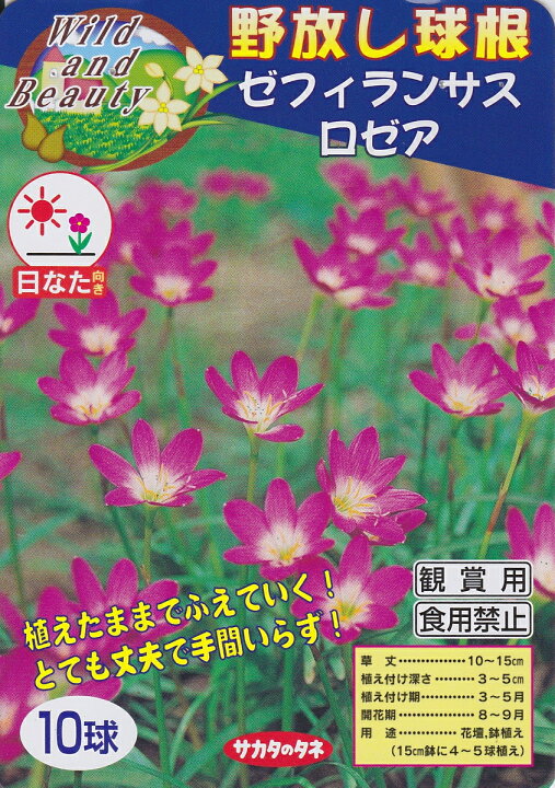 楽天市場 ゼフィランサス 10球入ロゼア 春植球根サカタのタネ 野放し球根 花まるマーケット
