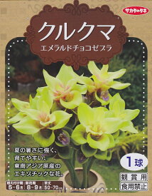 クルクマエメラルドチョコゼブラ 1球入【春植球根】サカタのタネ