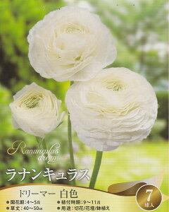 【秋植え球根】ラナンキュラス ドリーマー白色 7球 タキイ種苗